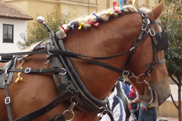 Cavalli a Siviglia