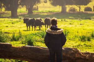 Visite d'une ferme de taureaux à Séville