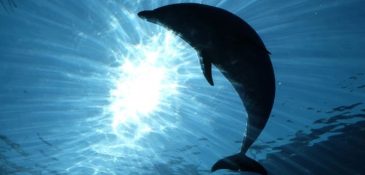 Tour di osservazione di delfini a Gibilterra da Siviglia