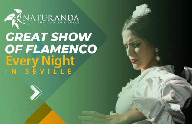 Info Show Flamenco
