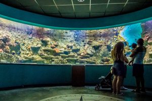 visit to the Seville aquarium