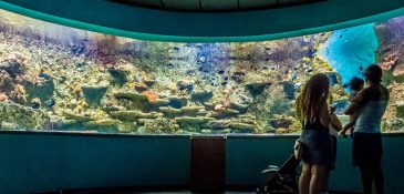visite de l'aquarium de Séville