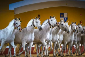 Escursione a Jerez e Cadice con spettacolo equestre da Siviglia