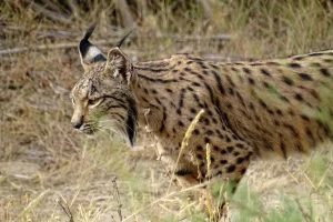 Escursione a Doñana da Siviglia